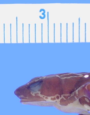 Media type: image; Herpetology A-89629